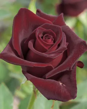 black Baccara